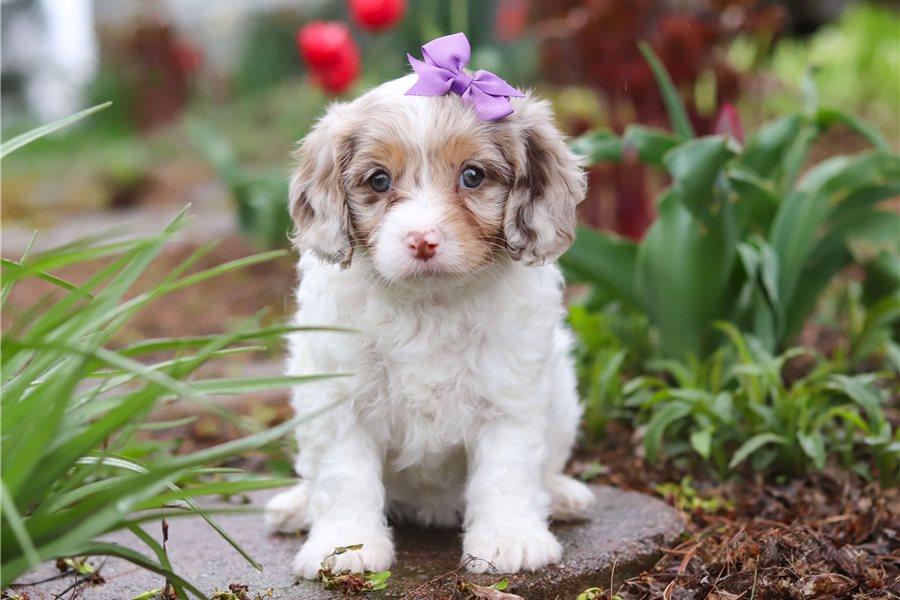 cavapoo-puppy-picture-ba448a68-cbe5-45f8-b575-4446d826575e