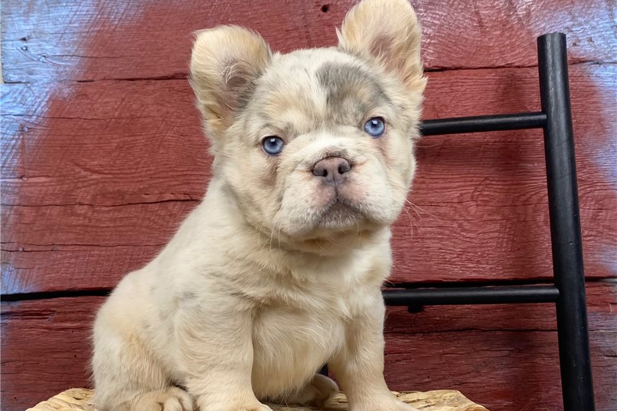 french-bulldog-puppy-picture-3f09f6e2-b3fd-4991-b1e0-2dec51828569