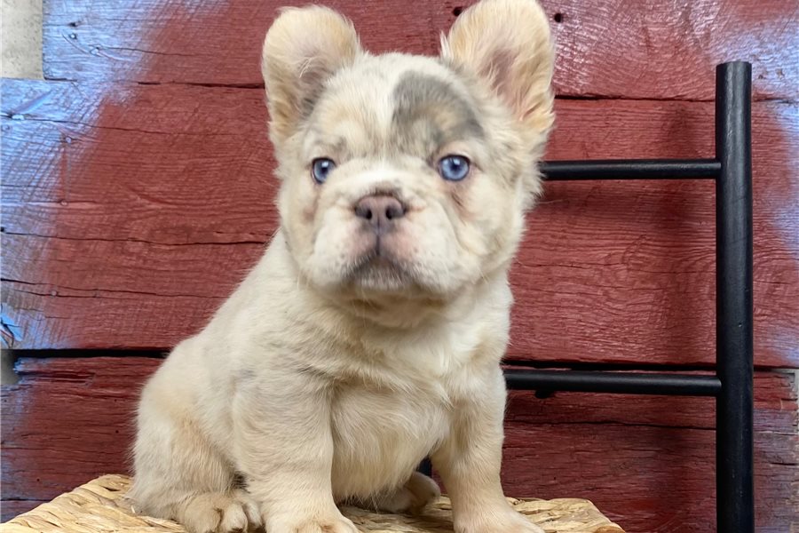 french-bulldog-puppy-picture-59cf8d3e-73cb-4cee-9de6-3873d48966cd