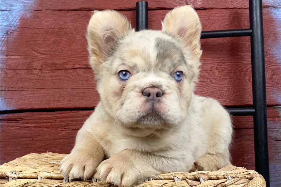 french-bulldog-puppy-picture-65a3468a-7762-488c-a1f0-5cd9a6c738f8