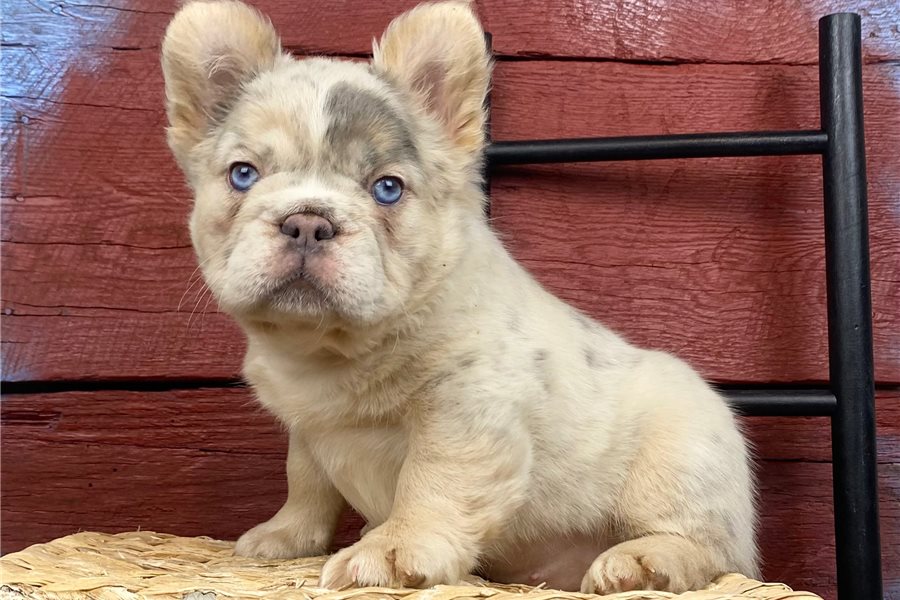 french-bulldog-puppy-picture-d4947595-24ab-4baa-8d2a-637a911e0693