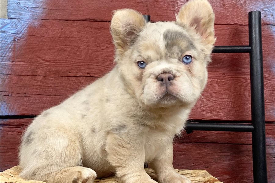 french-bulldog-puppy-picture-db795ea4-d2df-4f33-97ad-1000fa9c10ce