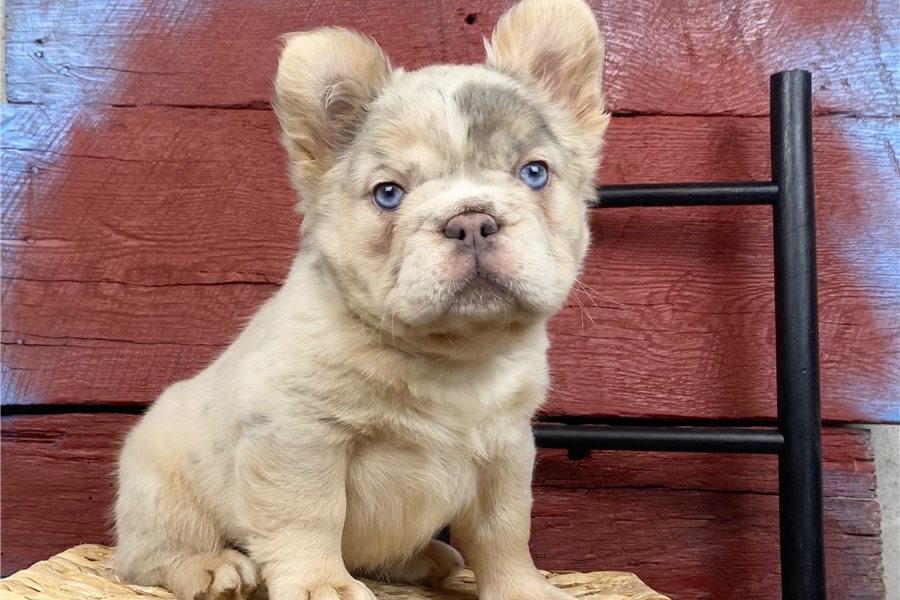 french-bulldog-puppy-picture-e26885f4-f653-4f16-bbb8-ceffdfb73791