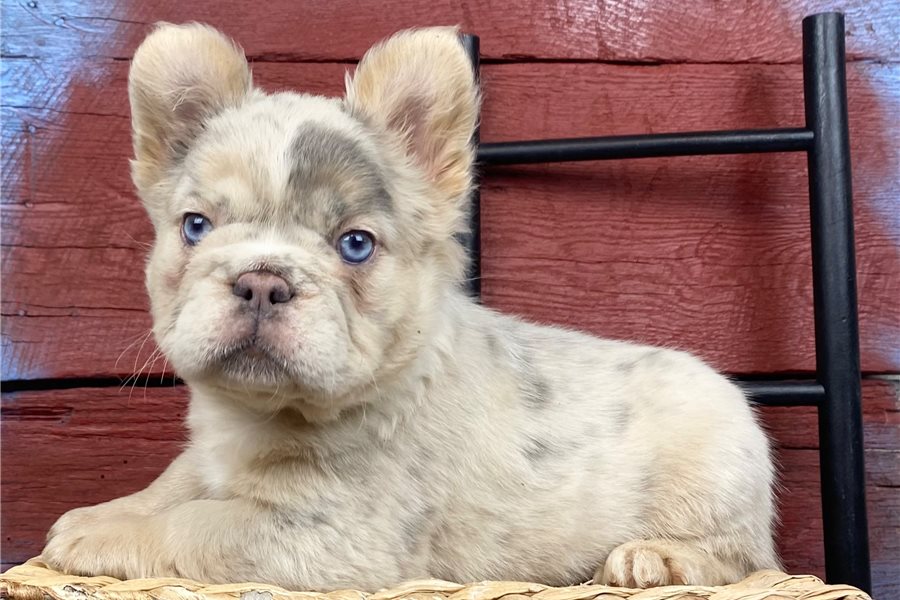 french-bulldog-puppy-picture-f86666dc-9cf2-43a9-a523-69be1dfb3fc0