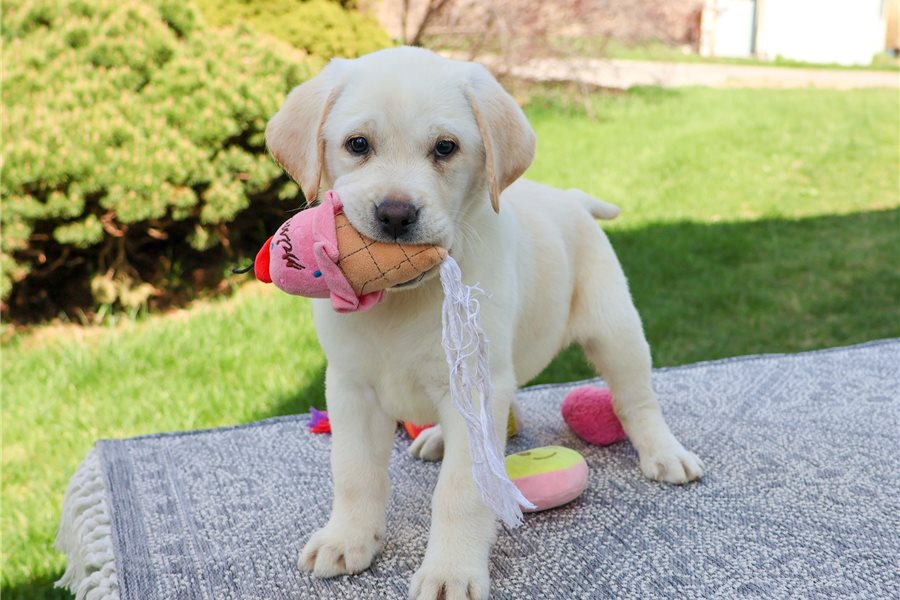 labrador-retriever-puppy-picture-0fc9920b-79d9-4c68-aa67-cecf6537b400