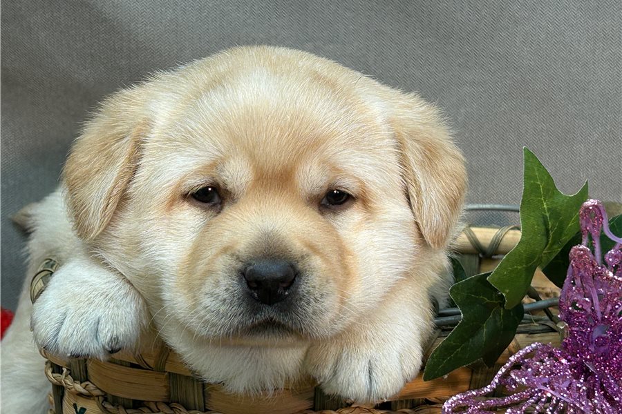 labrador-retriever-puppy-picture-291a9767-5329-4078-9796-0fcfe80dc64c