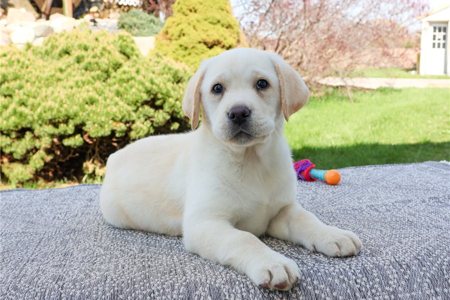 labrador-retriever-puppy-picture-2a27ce65-e72f-4e5b-ba8a-dcbda41c6edb
