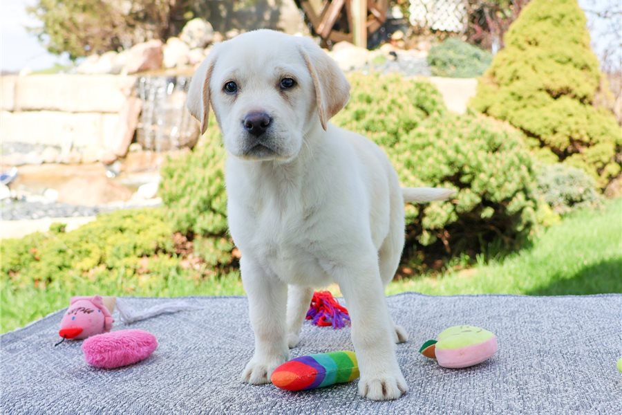 labrador-retriever-puppy-picture-2c54a661-3a53-4bac-8a2b-018d419ff09a