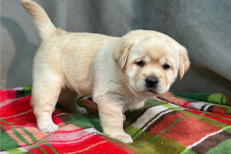 labrador-retriever-puppy-picture-2c885f8e-f800-4810-a46e-bc4bb56792f8