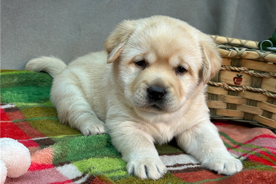 labrador-retriever-puppy-picture-3382d72f-1c31-4573-b788-e05d1dd61c43