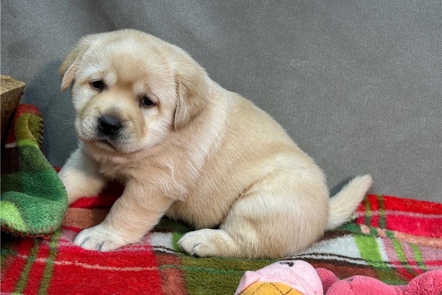 labrador-retriever-puppy-picture-34843433-53db-4221-a810-3cd095333aa7