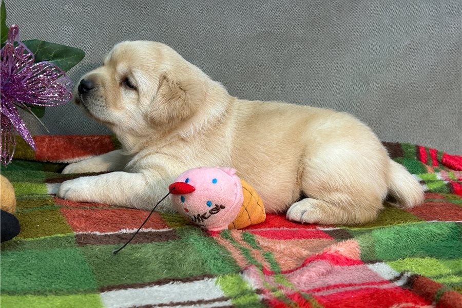 labrador-retriever-puppy-picture-6c8336af-bc71-4204-84c4-3fc0a6bb48c4