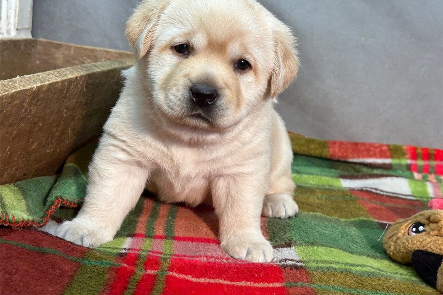 labrador-retriever-puppy-picture-7edc9935-40d2-4117-9c14-19210a544308