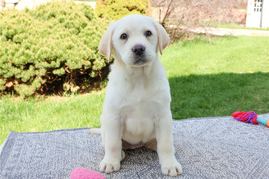 labrador-retriever-puppy-picture-86ba689a-9554-4a01-98c3-c8d8d7cf4d71