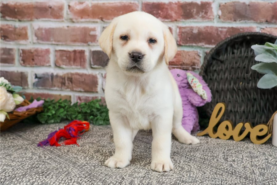 labrador-retriever-puppy-picture-901dd5d7-7ca0-4e2f-9564-4f0248fb5a2c