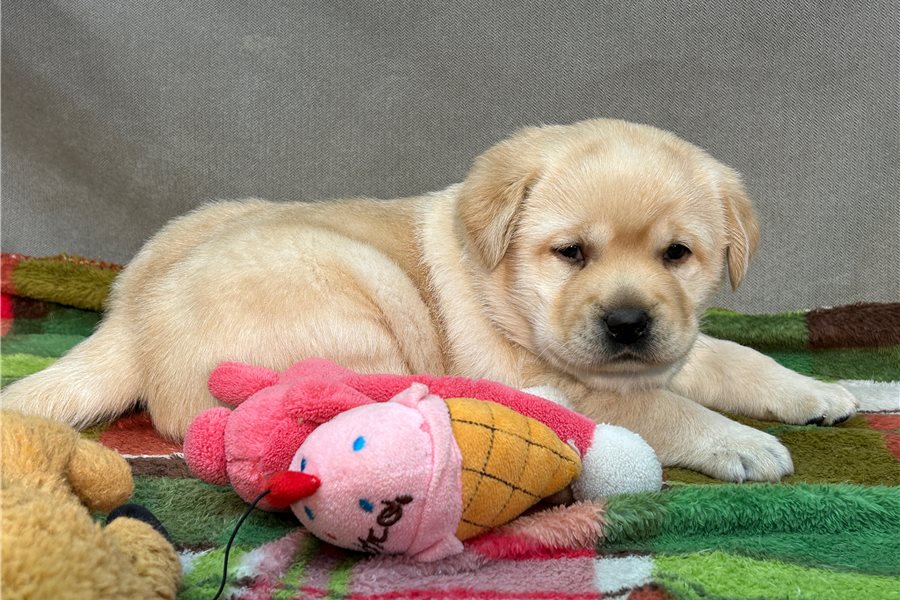 labrador-retriever-puppy-picture-dda05997-1ce4-4588-8dce-59e44cdddcf1