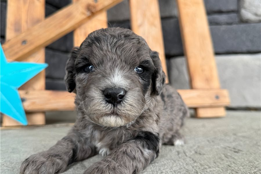 mini-goldendoodle-puppy-picture-0a8e11d7-4210-4af0-a6df-9e4ff73c4f86