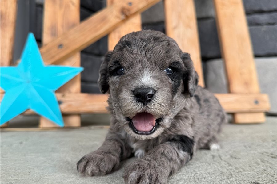 mini-goldendoodle-puppy-picture-21d57104-77c6-4bdb-9e05-3f02c45aa766