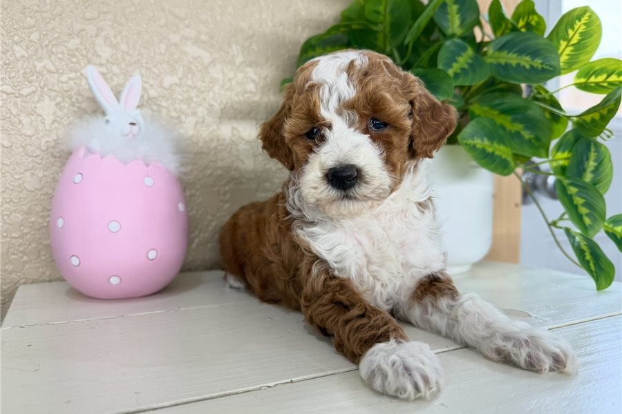 mini-goldendoodle-puppy-picture-2d9147d8-31ff-4ca5-8fe3-85e7fcfd1c6a