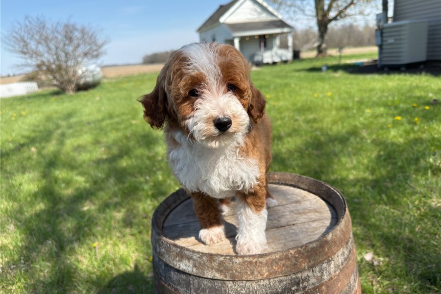 mini-goldendoodle-puppy-picture-3c1332f7-4741-4c3a-9fb3-978f4b1fb192