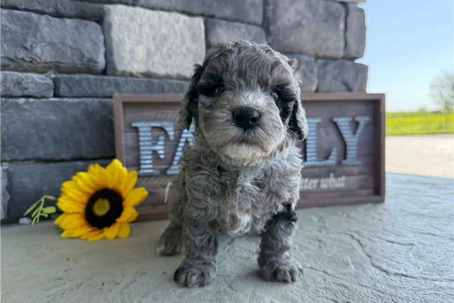 mini-goldendoodle-puppy-picture-4e3a47e9-f8dc-4465-b4f9-2d88593d1ee4