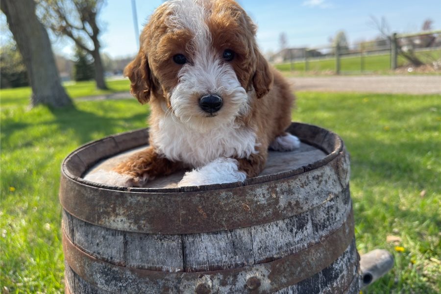 mini-goldendoodle-puppy-picture-69f13170-b487-4b95-a8ce-a70cce4ce2d1