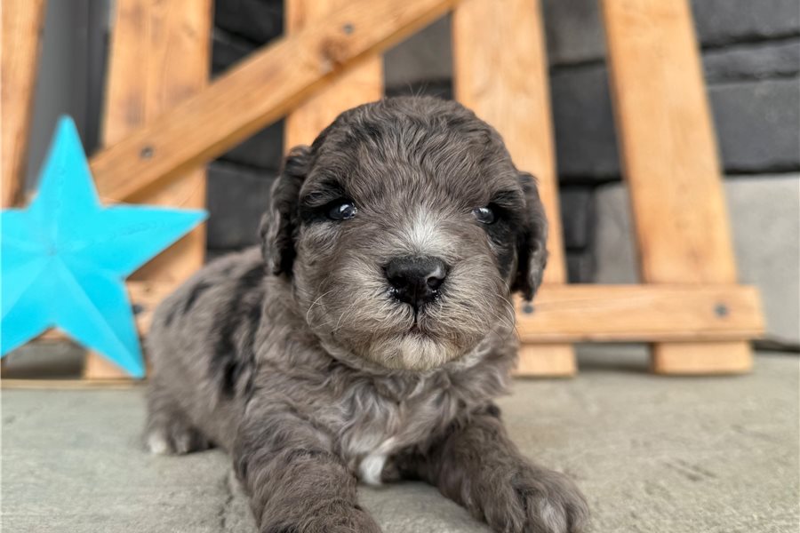 mini-goldendoodle-puppy-picture-87d63586-3736-4b4f-9813-d0942d015f2d