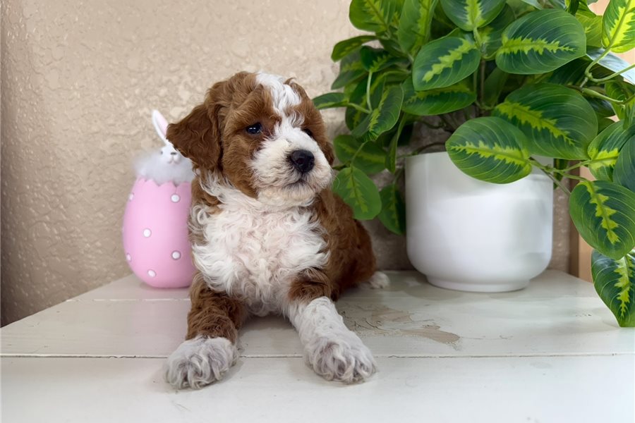 mini-goldendoodle-puppy-picture-9801db12-f472-4f49-9aa0-1bf82e835381