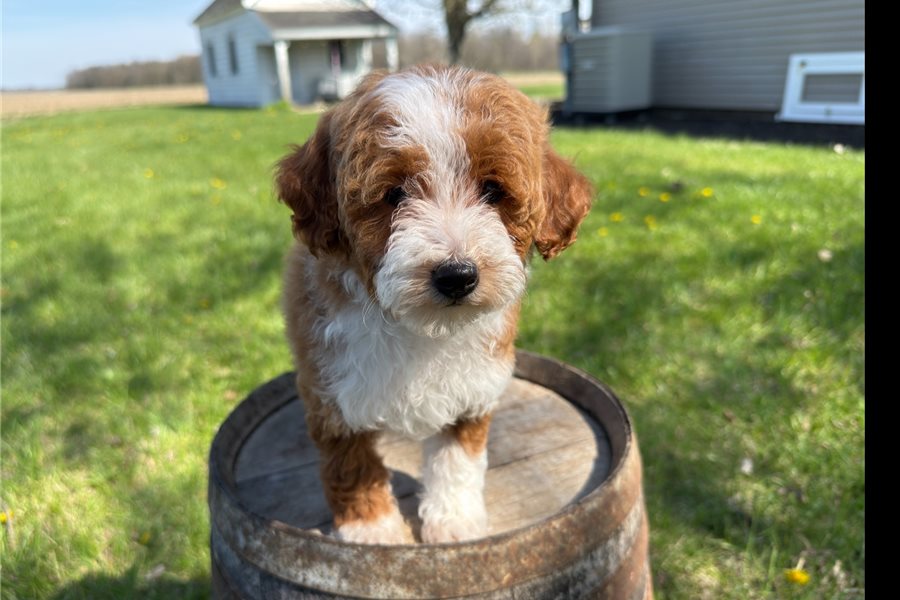 mini-goldendoodle-puppy-picture-9b812f22-bba3-4e81-976e-89ece548ae80