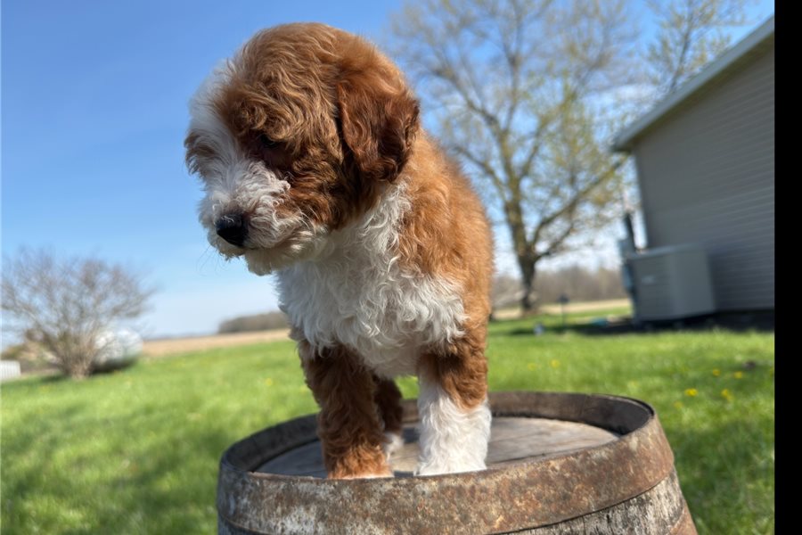 mini-goldendoodle-puppy-picture-9becab21-85a3-416f-ad9f-87afefa4ed20