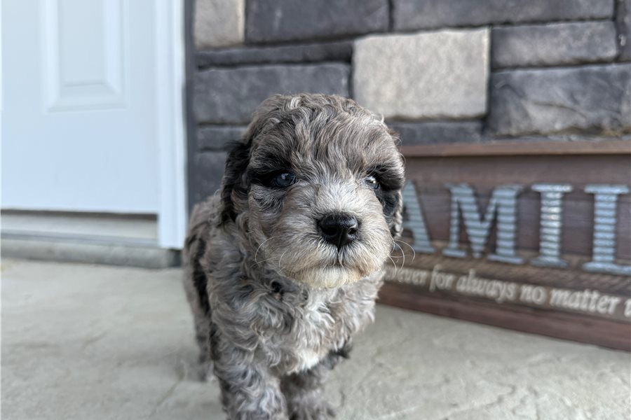 mini-goldendoodle-puppy-picture-fc06b5f9-8b51-4fc3-a06f-33387ebcf1d1