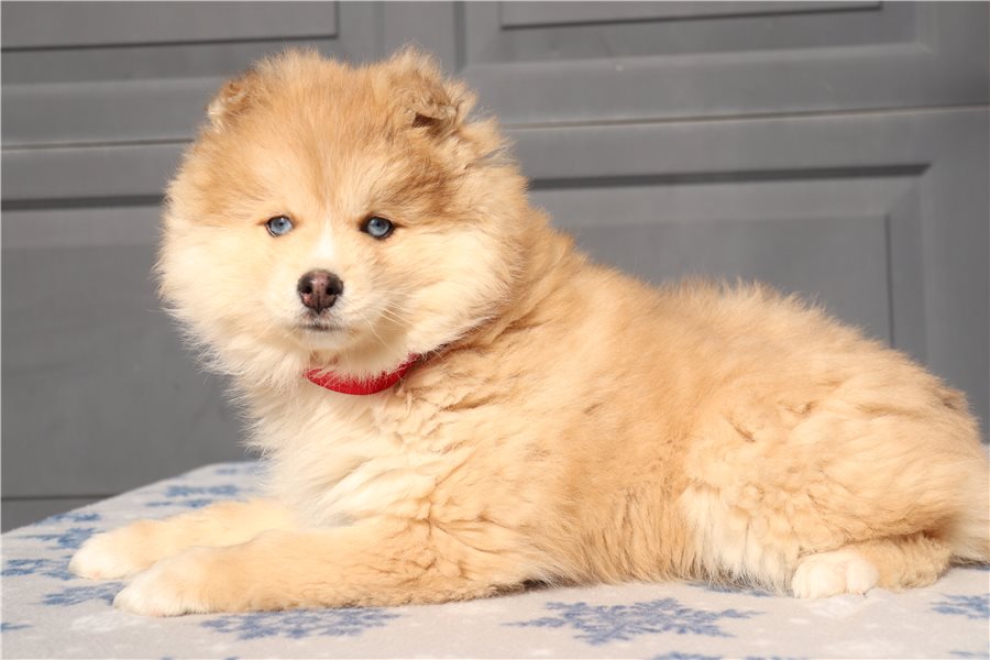 pomsky-puppy-picture-16eae52b-5fdb-4ee6-9c63-5e75f34ba7bb