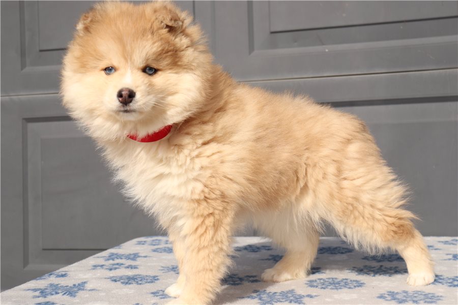 pomsky-puppy-picture-264df15b-d6d3-45cb-beaf-5bf3b7bb0be7