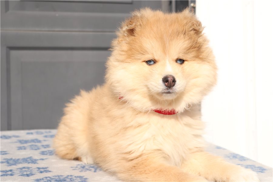 pomsky-puppy-picture-7c2914c2-5903-4f27-b8fa-e4e719c3cb26