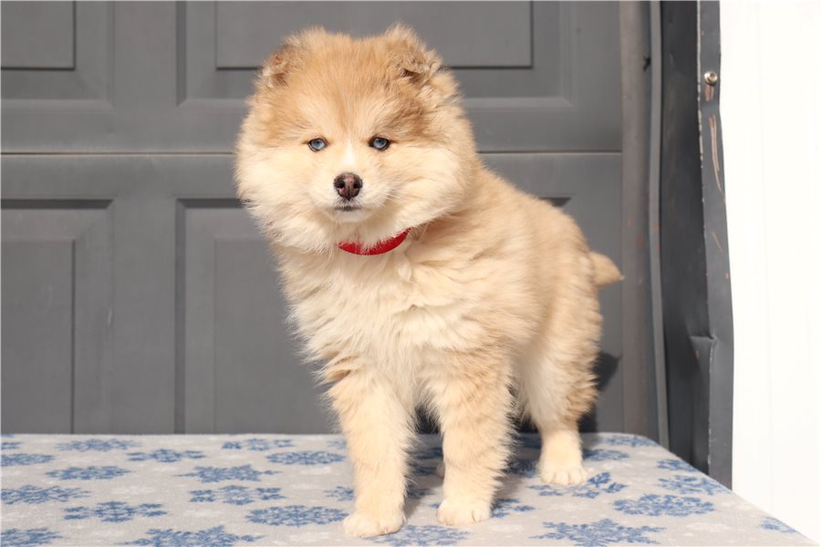 pomsky-puppy-picture-cfa79b98-9053-47b9-a728-37dce7eb81f7