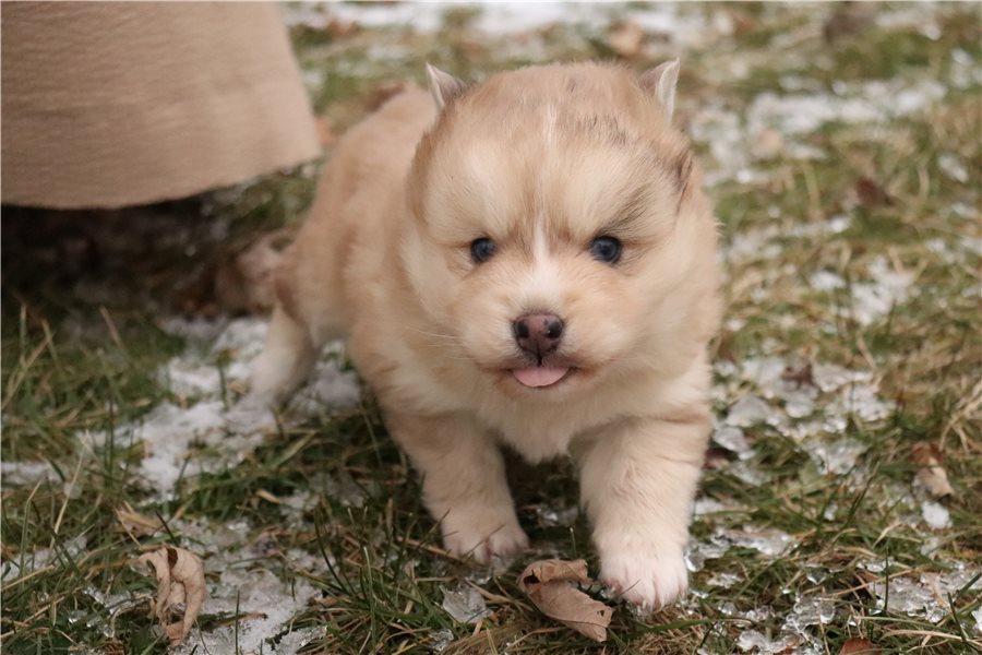 pomsky-puppy-picture-eb9811f3-050f-44b1-af6a-8b1996e89386