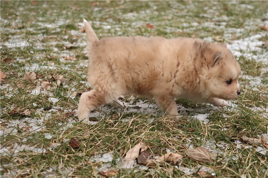 pomsky-puppy-picture-f5a93213-aed9-4b69-98ff-bf40df64fa69