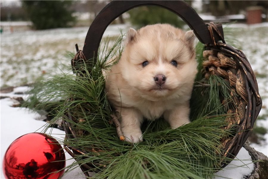 pomsky-puppy-picture-fccfed08-db61-474f-80f0-4b6e7a7e3170